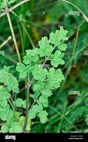 Attēlu rezultāti vaicājumam “Thalictrum lucidum leaf”