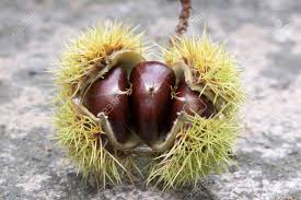 Attēlu rezultāti vaicājumam “Castanea sativa  fruit”