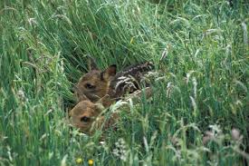 Attēlu rezultāti vaicājumam “Capreolus capreolus”