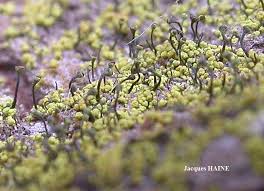 Attēlu rezultāti vaicājumam “Chaenotheca laevigata”