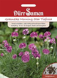 Image result for Grasnelke