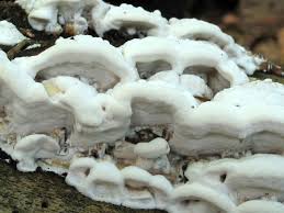 Attēlu rezultāti vaicājumam “Skeletocutis nivea”