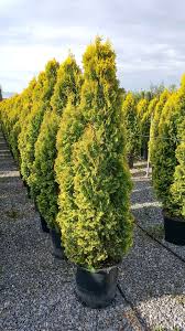 Attēlu rezultāti vaicājumam “Thuja occidentalis”