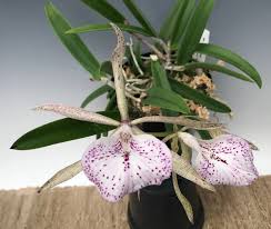 Attēlu rezultāti vaicājumam “Hippodamia notata”