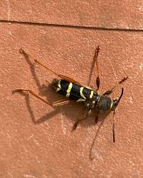 Attēlu rezultāti vaicājumam “Clytus arietis”