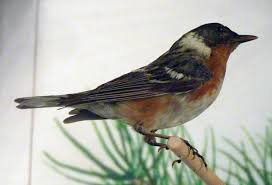 Image result for Dendroica castanea