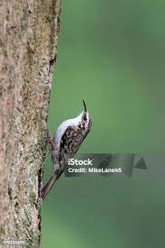 Attēlu rezultāti vaicājumam “Certhia familiaris”