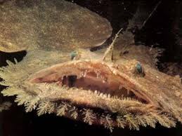 Image result for Lophius americanus