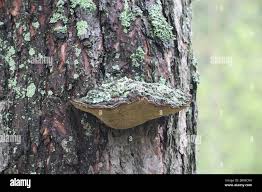 Attēlu rezultāti vaicājumam “Phellinus pini”