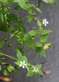 Attēlu rezultāti vaicājumam “Myosoton aquaticum”