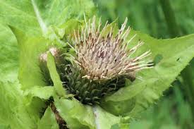 Attēlu rezultāti vaicājumam “Cirsium oleraceum”