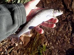 Image result for Dulverton Angling Association