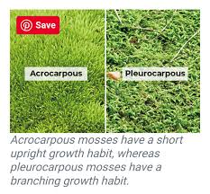 Attēlu rezultāti vaicājumam “Acrocarpous mosses”