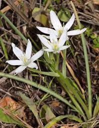 Attēlu rezultāti vaicājumam “Ornithogalum umbellatum flower”