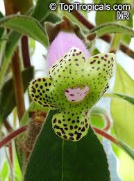 Attēlu rezultāti vaicājumam “Collaria sp.”