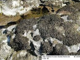 Attēlu rezultāti vaicājumam “Cinclidotus danubicus”