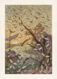 Attēlu rezultāti vaicājumam “Ephemera vulgata”