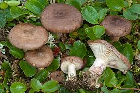 Attēlu rezultāti vaicājumam “Lactarius bertillonii”