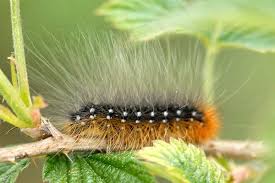 Attēlu rezultāti vaicājumam “Arctia caja larva”