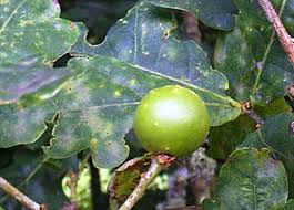 Attēlu rezultāti vaicājumam “Quercus robur fruit”