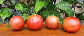 Afbeeldingsresultaat voor marizol purple tomato