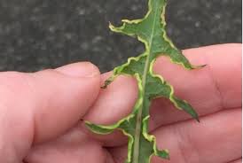 Attēlu rezultāti vaicājumam “Eriophyes padi”