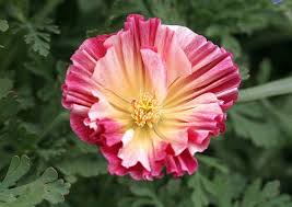 Attēlu rezultāti vaicājumam “Eschscholzia californica flower”