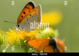 Attēlu rezultāti vaicājumam “Lycaena dispar male”