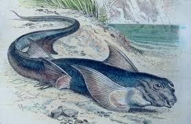 Image result for Hydrolagus colliei