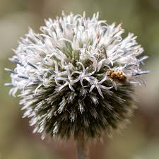 Attēlu rezultāti vaicājumam “Iris rosenbachiana flower”