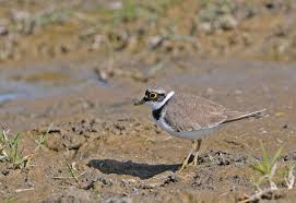 Attēlu rezultāti vaicājumam “Charadrius dubius adult”