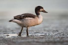 Attēlu rezultāti vaicājumam “Tadorna tadorna juvenile”