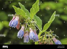 Attēlu rezultāti vaicājumam “Symphytum asperum leaf”