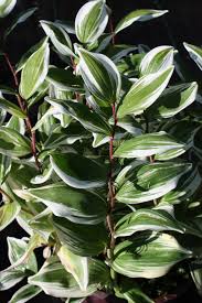 Attēlu rezultāti vaicājumam “Polygonatum odoratum bud”