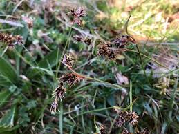 Attēlu rezultāti vaicājumam “Luzula campestris fruit”