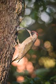 Attēlu rezultāti vaicājumam “Picus viridis nest”