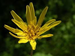 Image result for Tragopogon pratensis