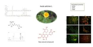 Attēlu rezultāti vaicājumam “Inula salicina leaf”