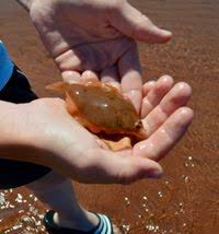 Image result for Myzopsetta ferruginea