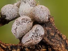 Attēlu rezultāti vaicājumam “Physarum daamsii spores”