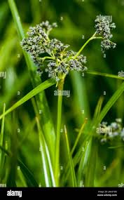 Attēlu rezultāti vaicājumam “Scirpus sylvaticus”
