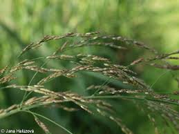 Attēlu rezultāti vaicājumam “Glyceria maxima”