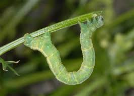 Attēlu rezultāti vaicājumam “Eulithis pyraliata”