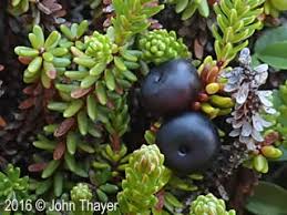 Attēlu rezultāti vaicājumam “Empetrum nigrum”