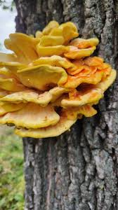 Attēlu rezultāti vaicājumam “Laetiporus sulphureus”