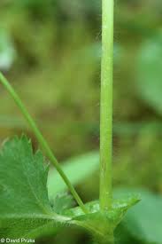 Attēlu rezultāti vaicājumam “Alchemilla subcrenata  flower”