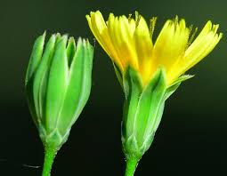 Attēlu rezultāti vaicājumam “Lapsana communis flower”