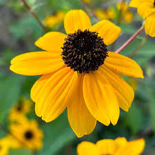 Image result for Rudbeckia