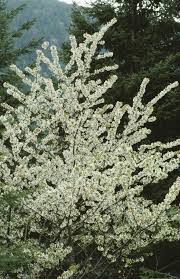 Attēlu rezultāti vaicājumam “Prunus serotina flower”