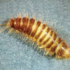 Attēlu rezultāti vaicājumam “Enteridium variabile”